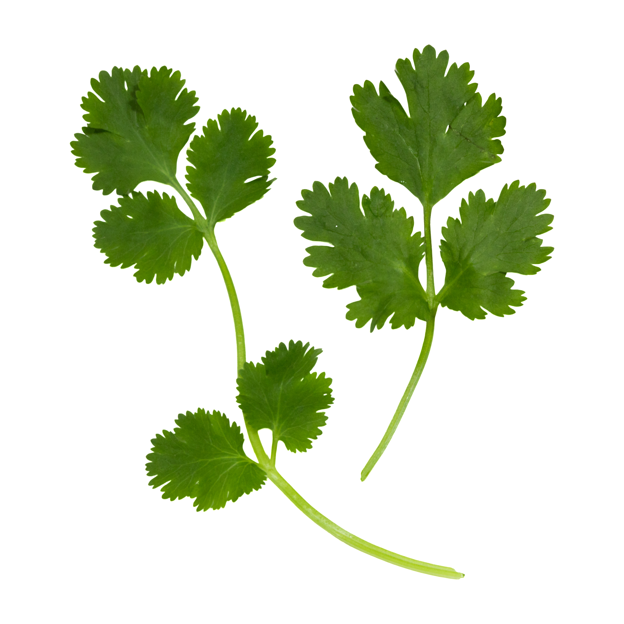 CILANTRO